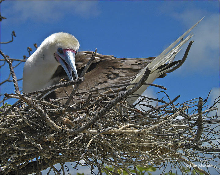  Red-footed Booby