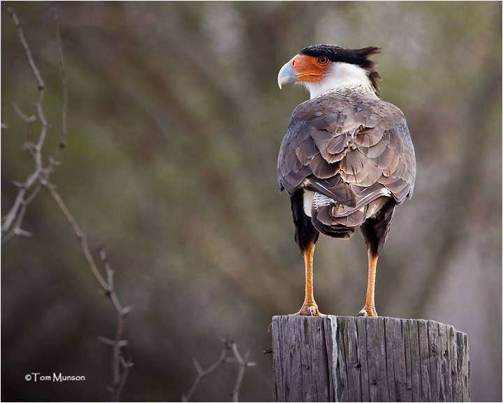  Northern Caracara