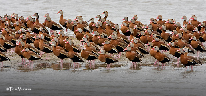  Black-bellied Whistling-Ducks