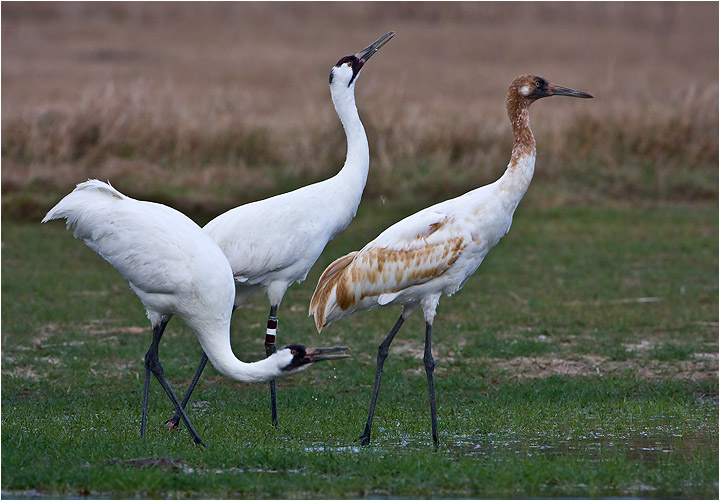  Whooping Cranes
