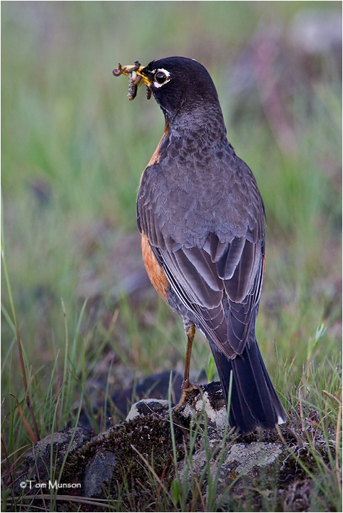  American Robin