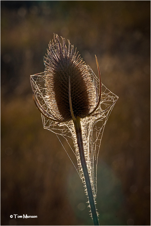  Backlit Teasel