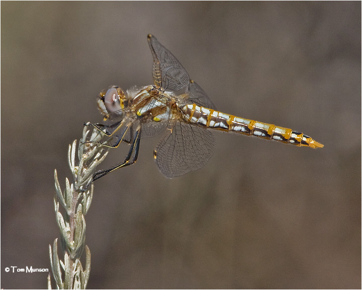   Variegated Meadowhawk (female)