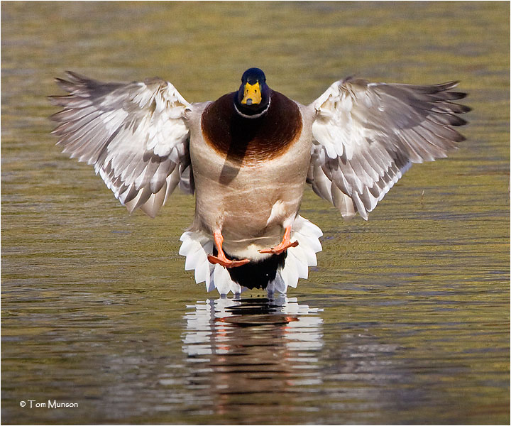 Mallard