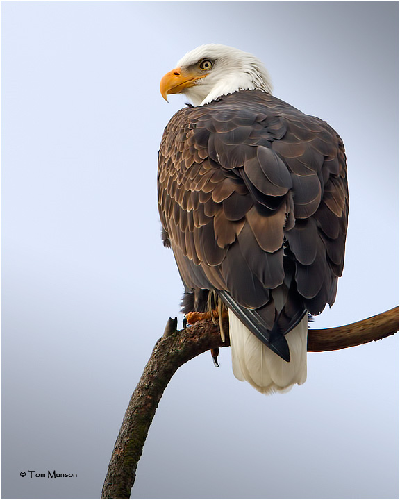  Bald Eagle