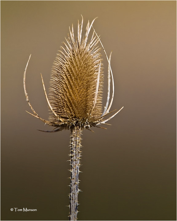  Teasel