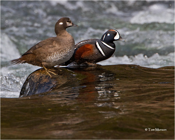  Harlequin Ducks