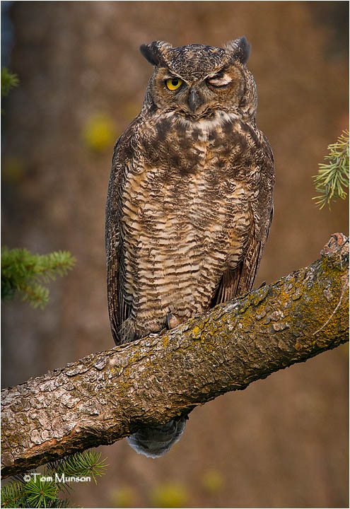 Great Horned Owl