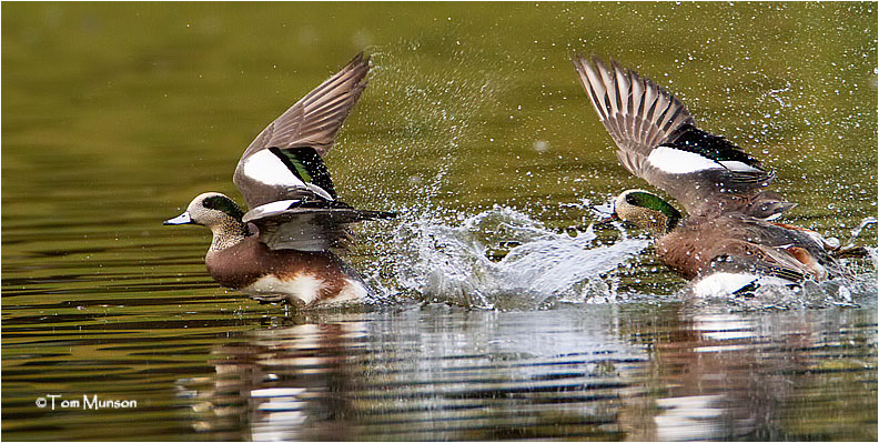  American Wigeon