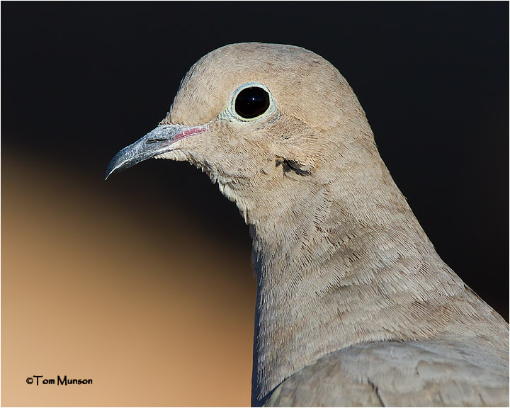  Mourning Dove 