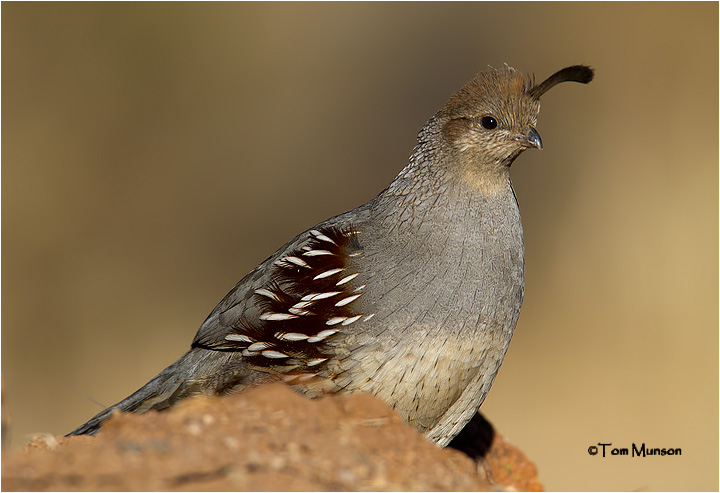  Gambels Quail