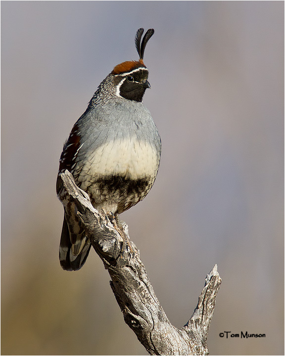  Gambels Quail 