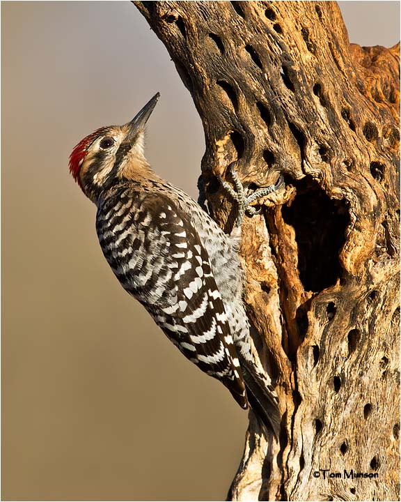  Ladder-backed Woodpecker 