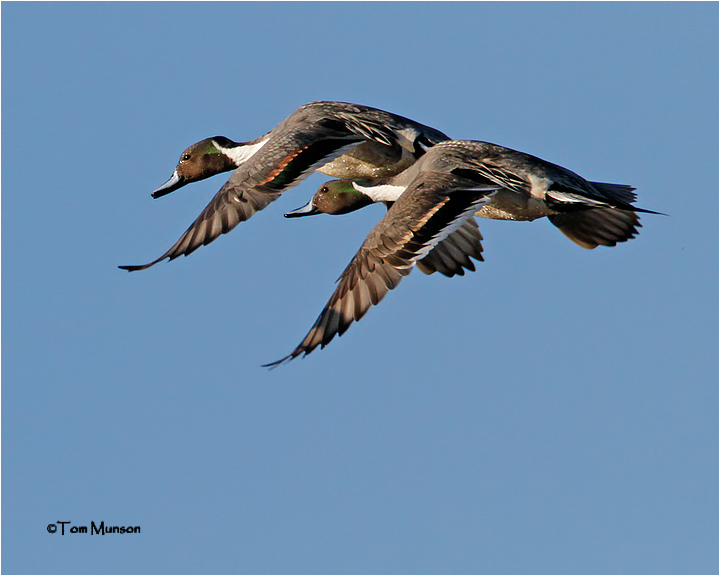  Northern Pintail