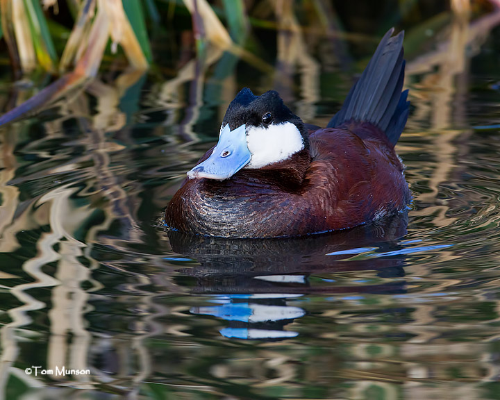  Ruddy Duck