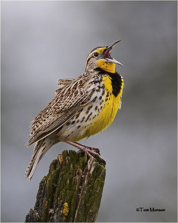  Western Meadowlark