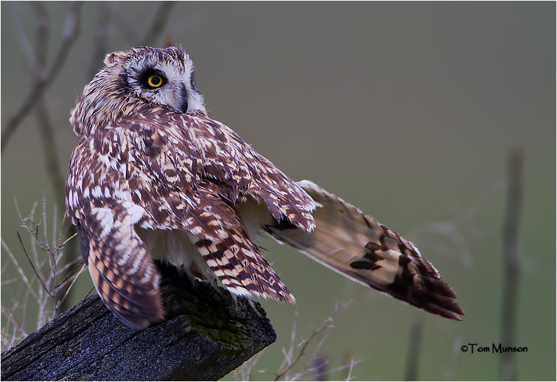  Short-eared Owl