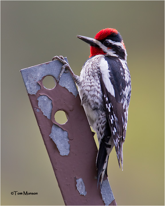  Red-naped Sapsucker