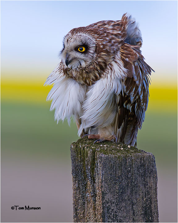  Short-eared Owl