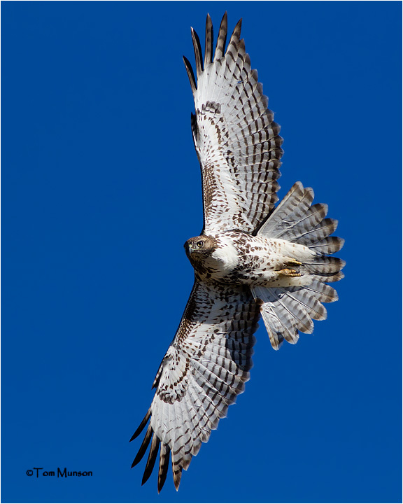  Red-tailed Hawk