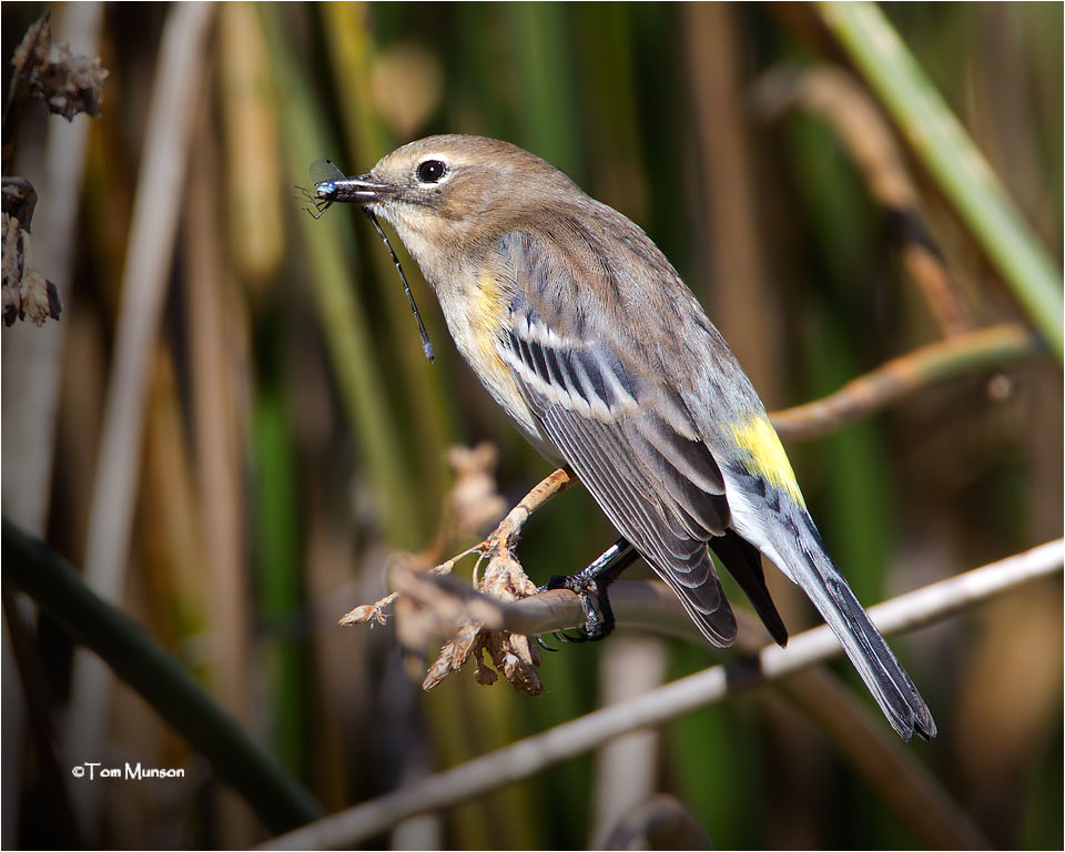  Yellow-rumped Warbler 