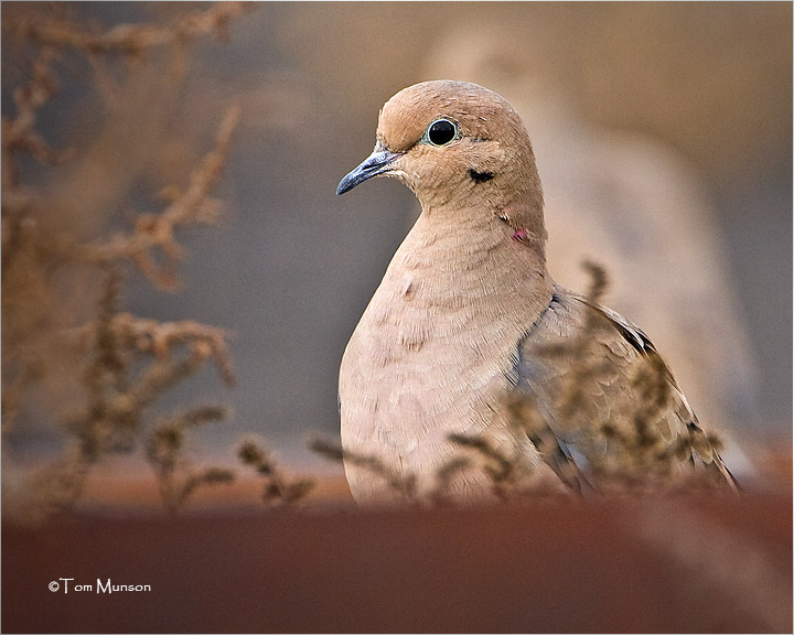 Mourning Dove