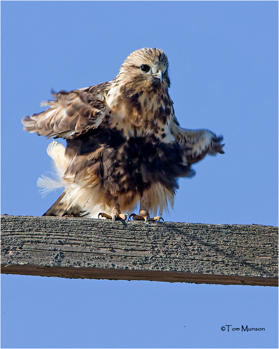 Rough-legged Hawk
