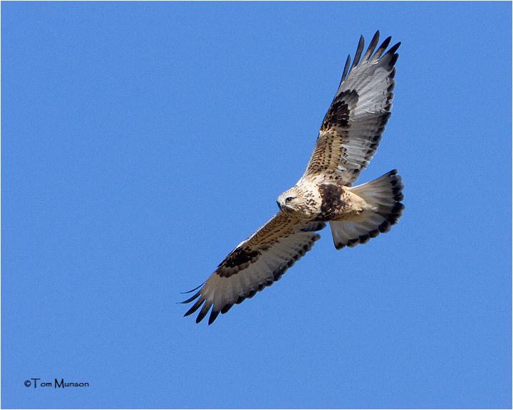 Rough-legged Hawk