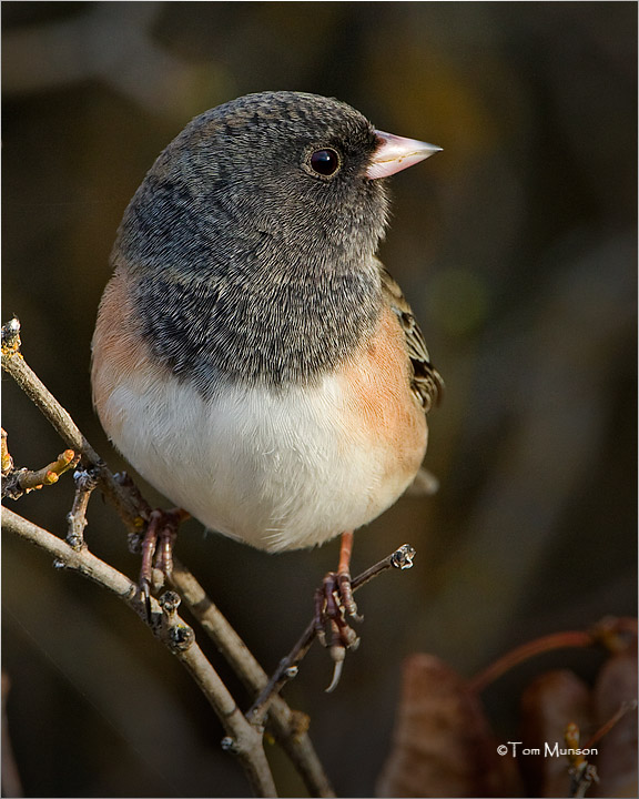 Dark-eyed Junco