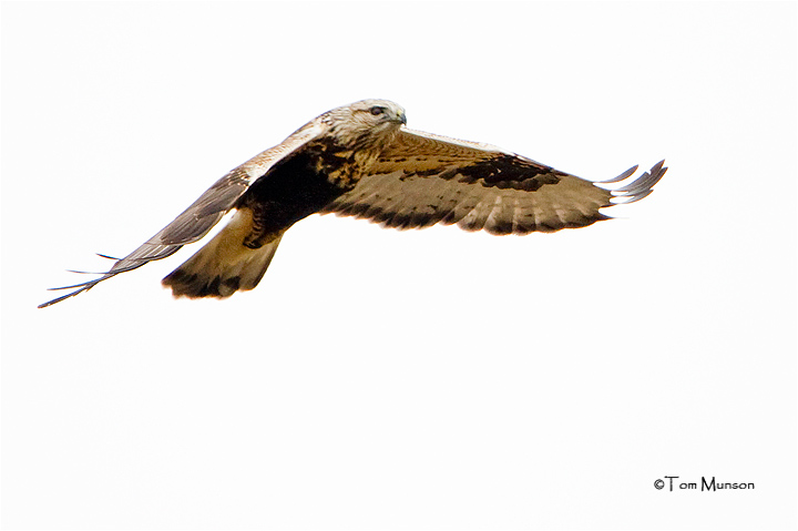 Rough-legged Hawk
