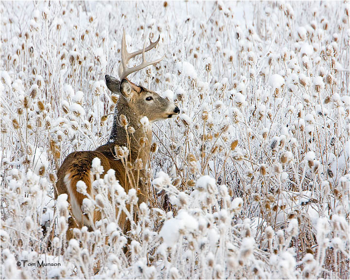 White tailed Deer