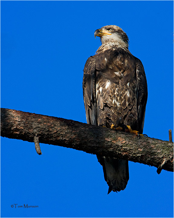 Bald Eagle  (3rd  year bird)