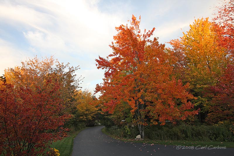 IMG_2621-fall_color.jpg