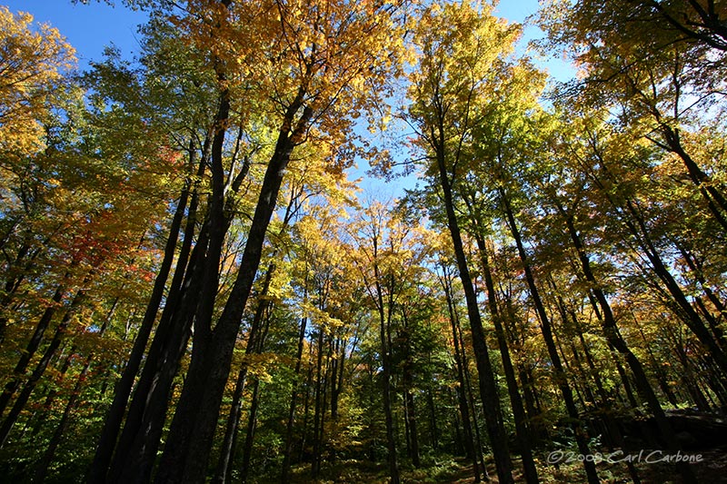 Allegany State Park - Thunder Rocks Area