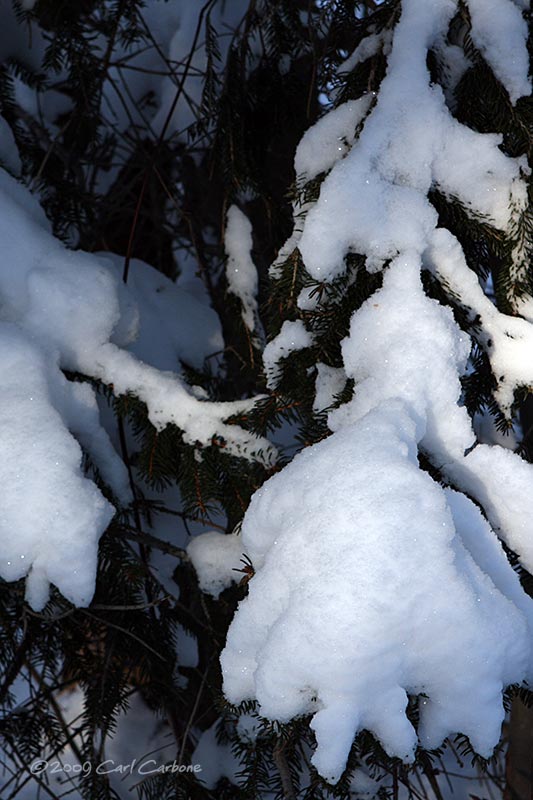 IMG_2888-snowy_branch.jpg