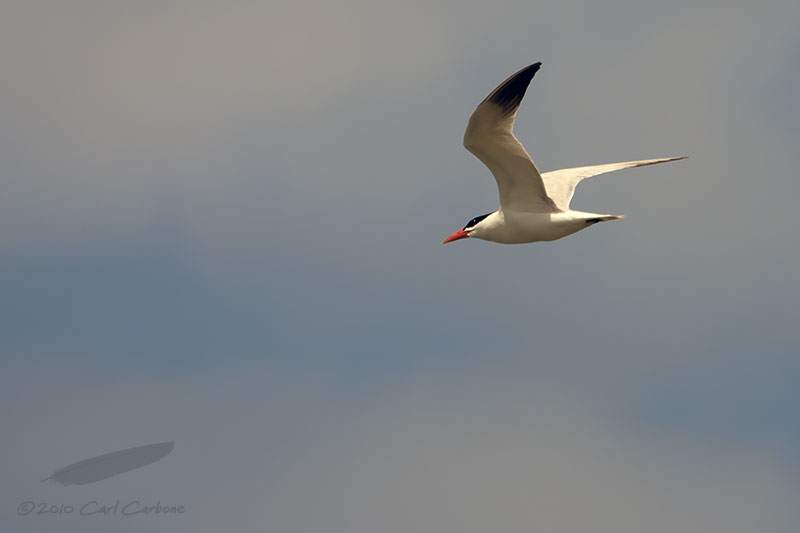 _MG_9358-Caspian_Tern.jpg