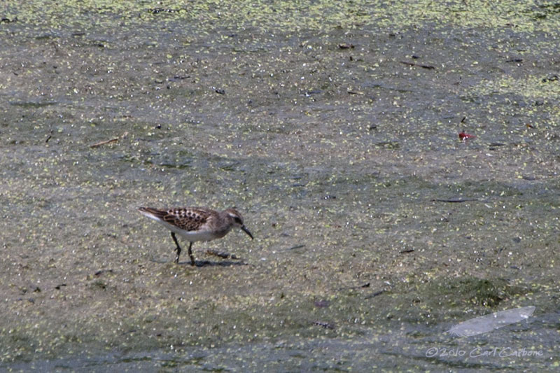 _MG_9377-Least_Sandpiper.jpg