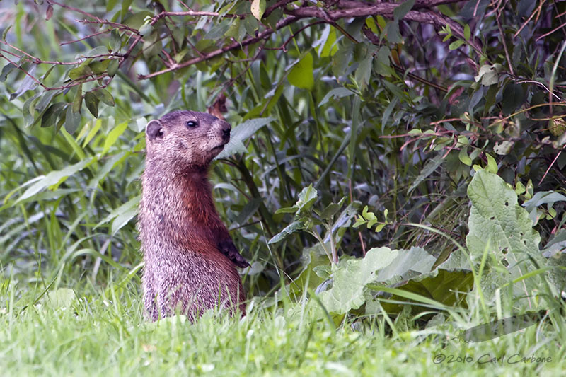 _MG_9487-Woodchuck.jpg