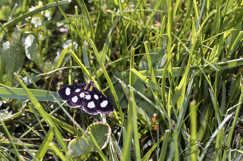 IMG_1258-Eight-spotted_Forester.jpg