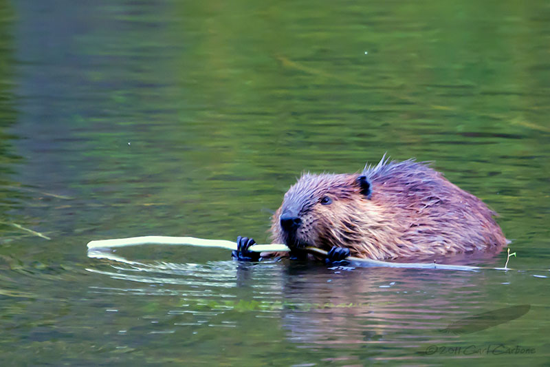 09/17/2011 - _MG_3714.jpg