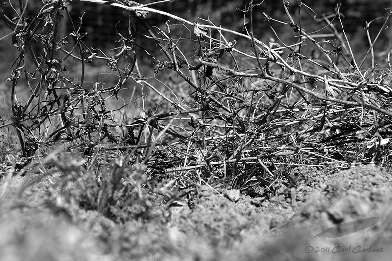 09/18/2011 - _MG_3728.jpg