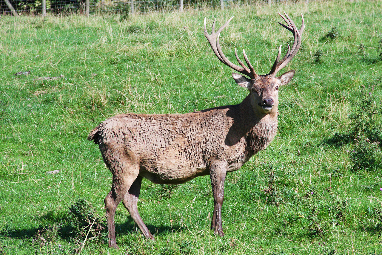 Stag