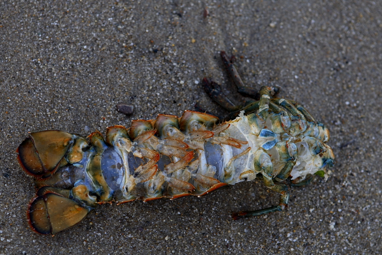Lobstah tail - Head of the Meadow, Truro, MA