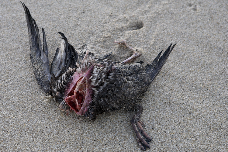 Dead Bird - Head of the Meadow, Truro, MA
