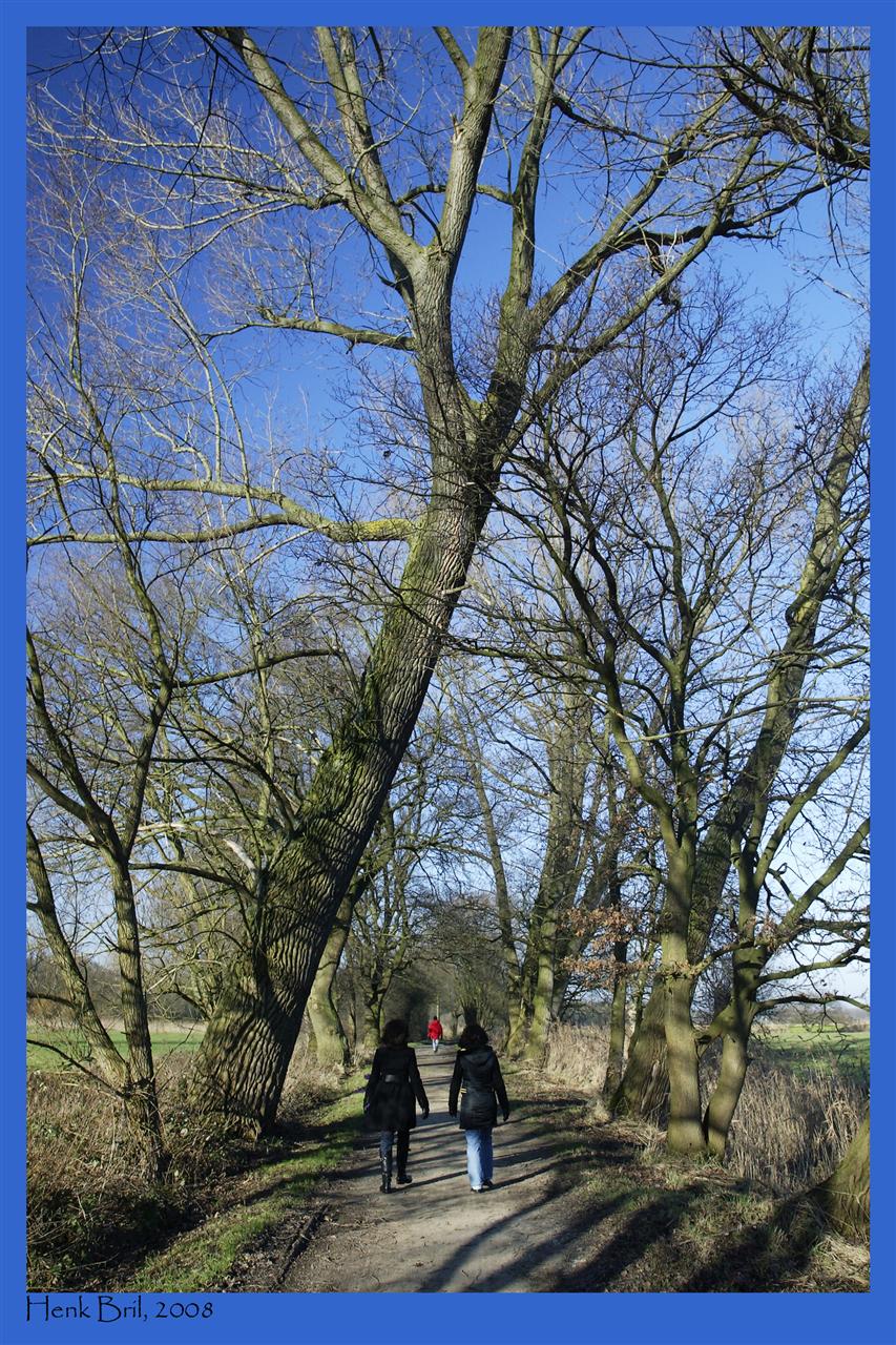 Tall Tree