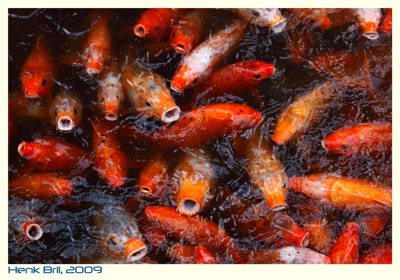 Koi koi koi +++