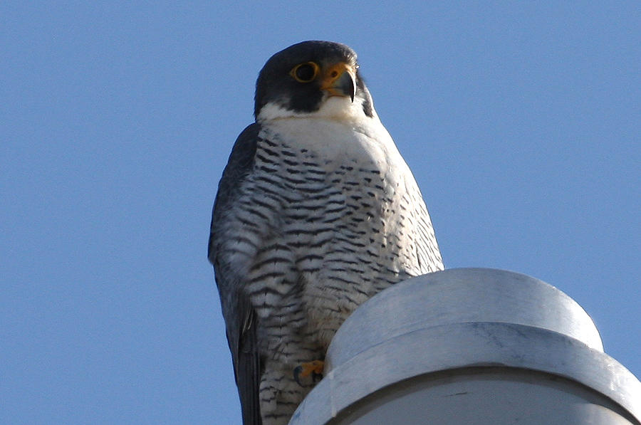 Ivy ( male ) 2011 Radisson Hotel