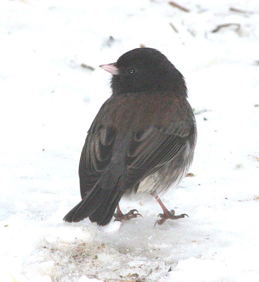 Cassiar-type Dark-eyed Junco  426