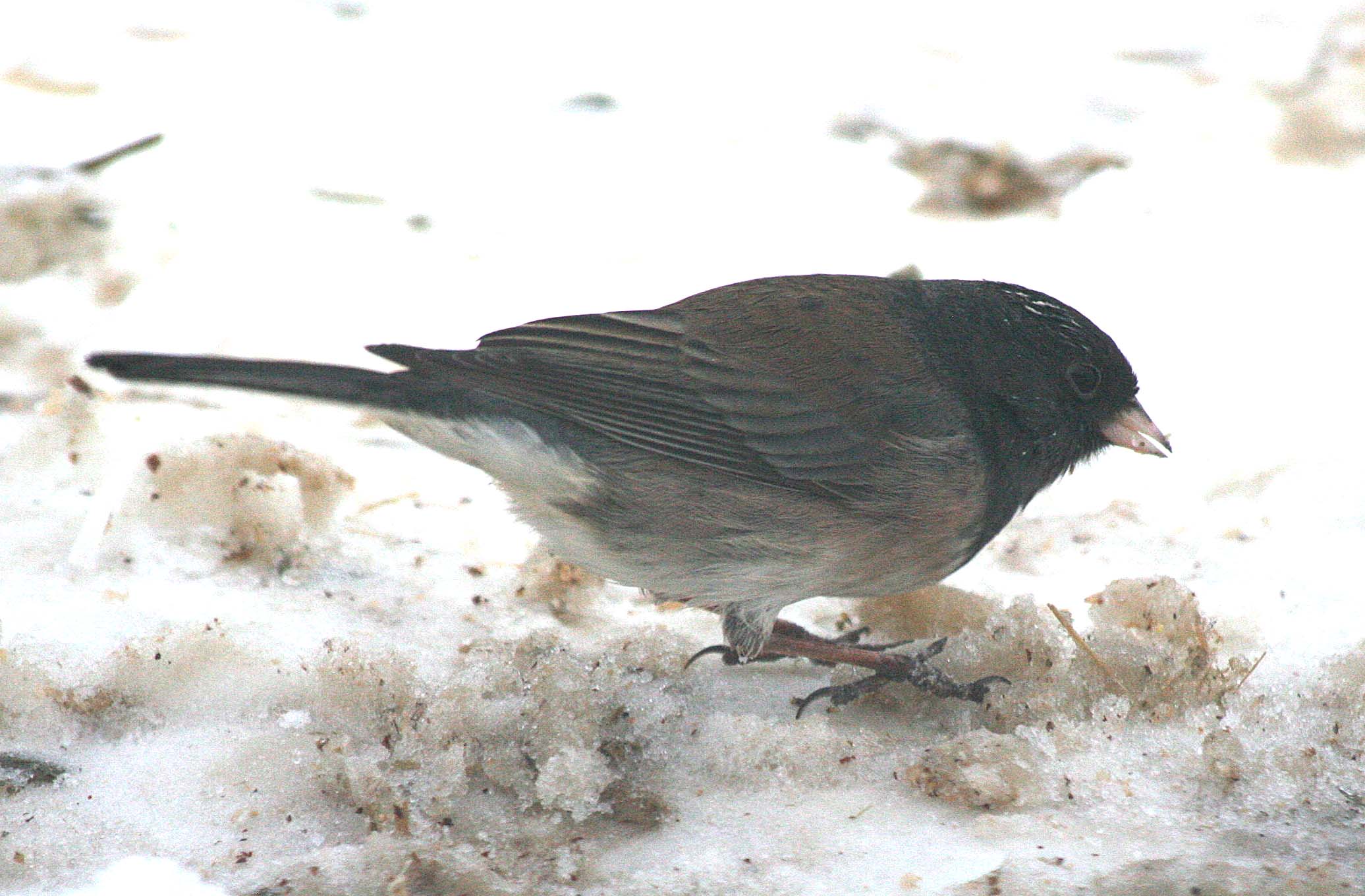 Cassiar- type Dark-eyed Junco  426