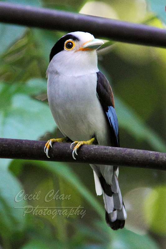 Silver Breasted Broadbill.jpg